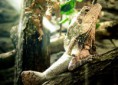 /album/fotogalerie-agama-limcova/agama-limc-jpg/